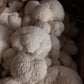 Lion's Mane Mushroom Extract, 2oz
